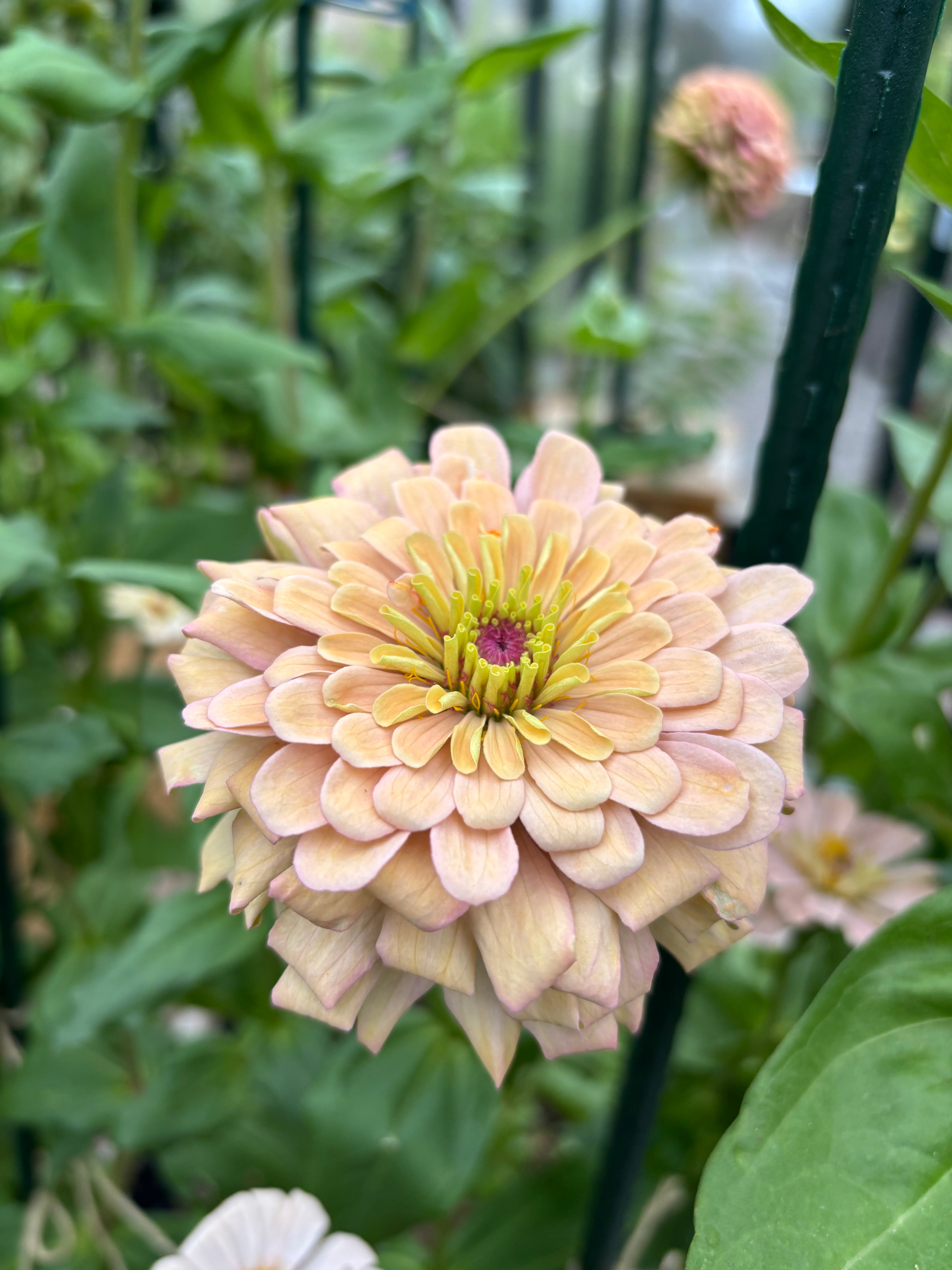 Zinnia ’Champagne Rose’