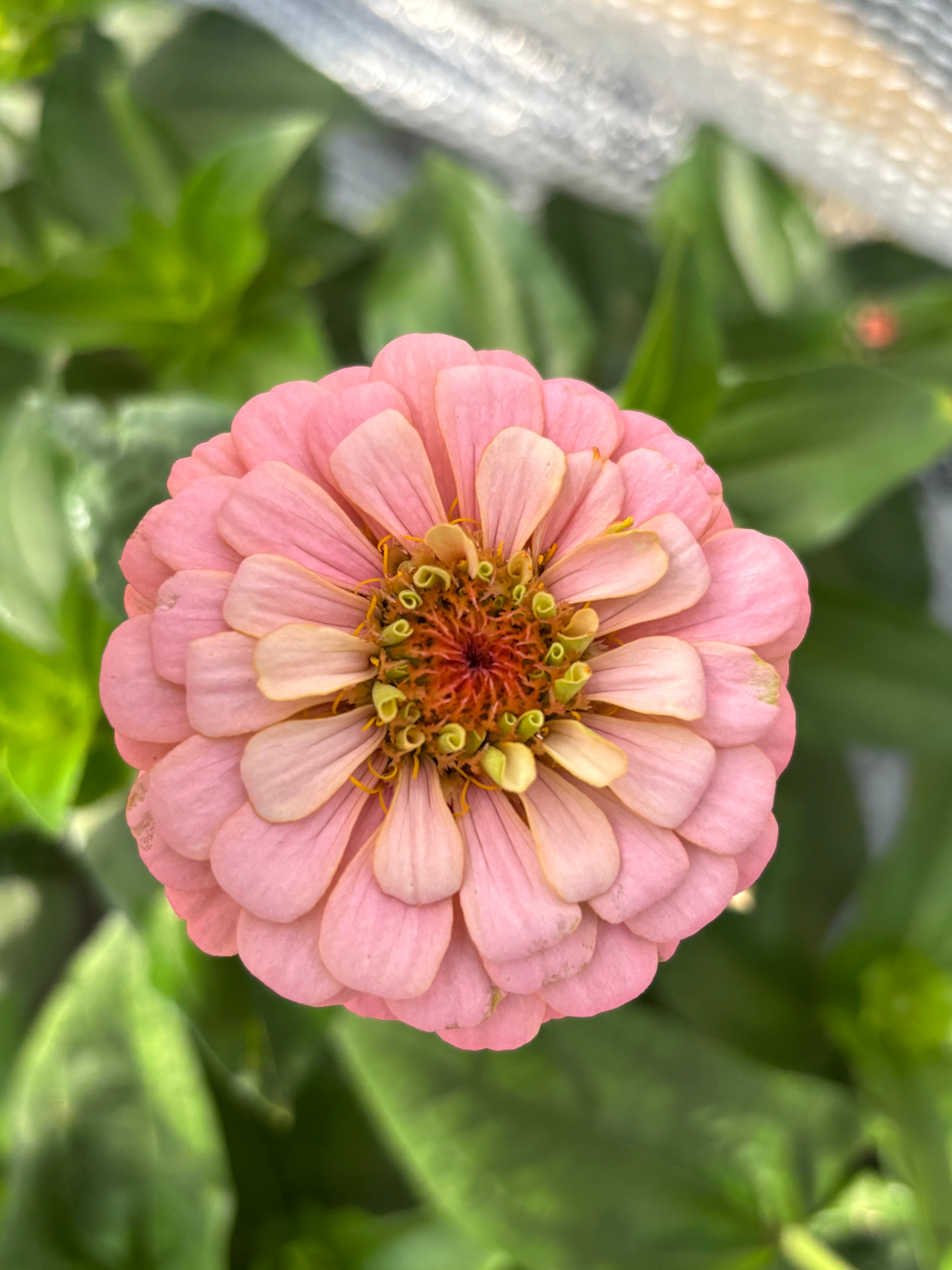Zinnia ’D&S Pastels’