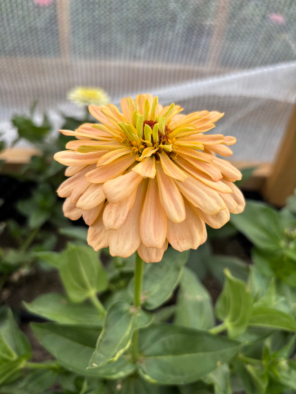 Zinnia ’D&S Pastels’