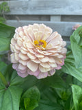 Zinnia ’Alpenglow’ Miniplanta