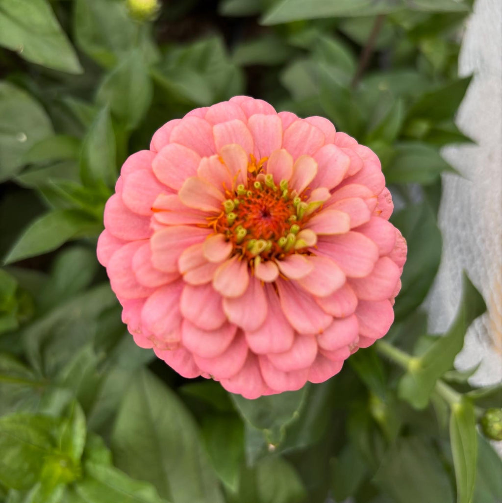 Zinnia ’D&S Pastels’