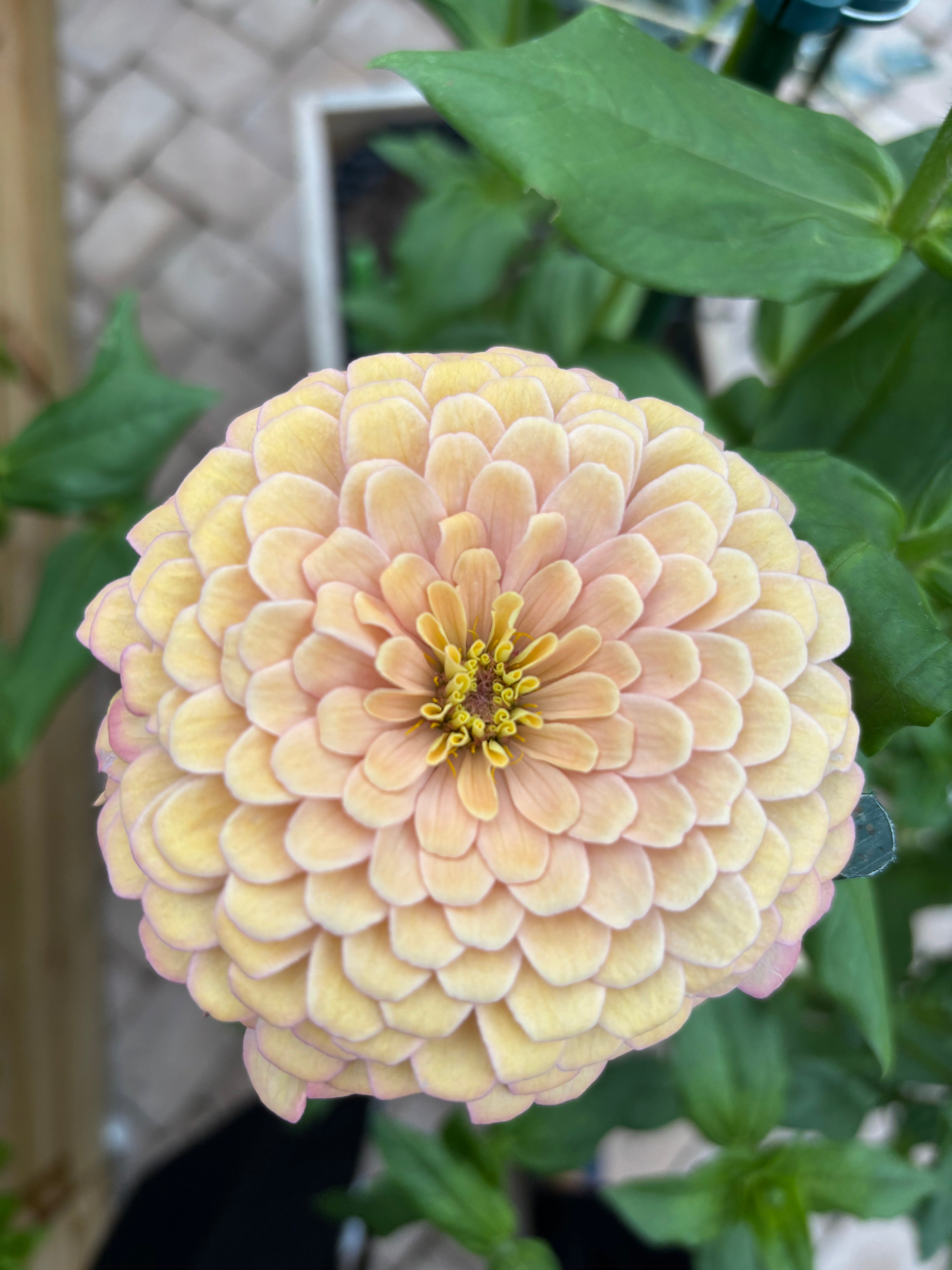 Zinnia ’Champagne Rose’