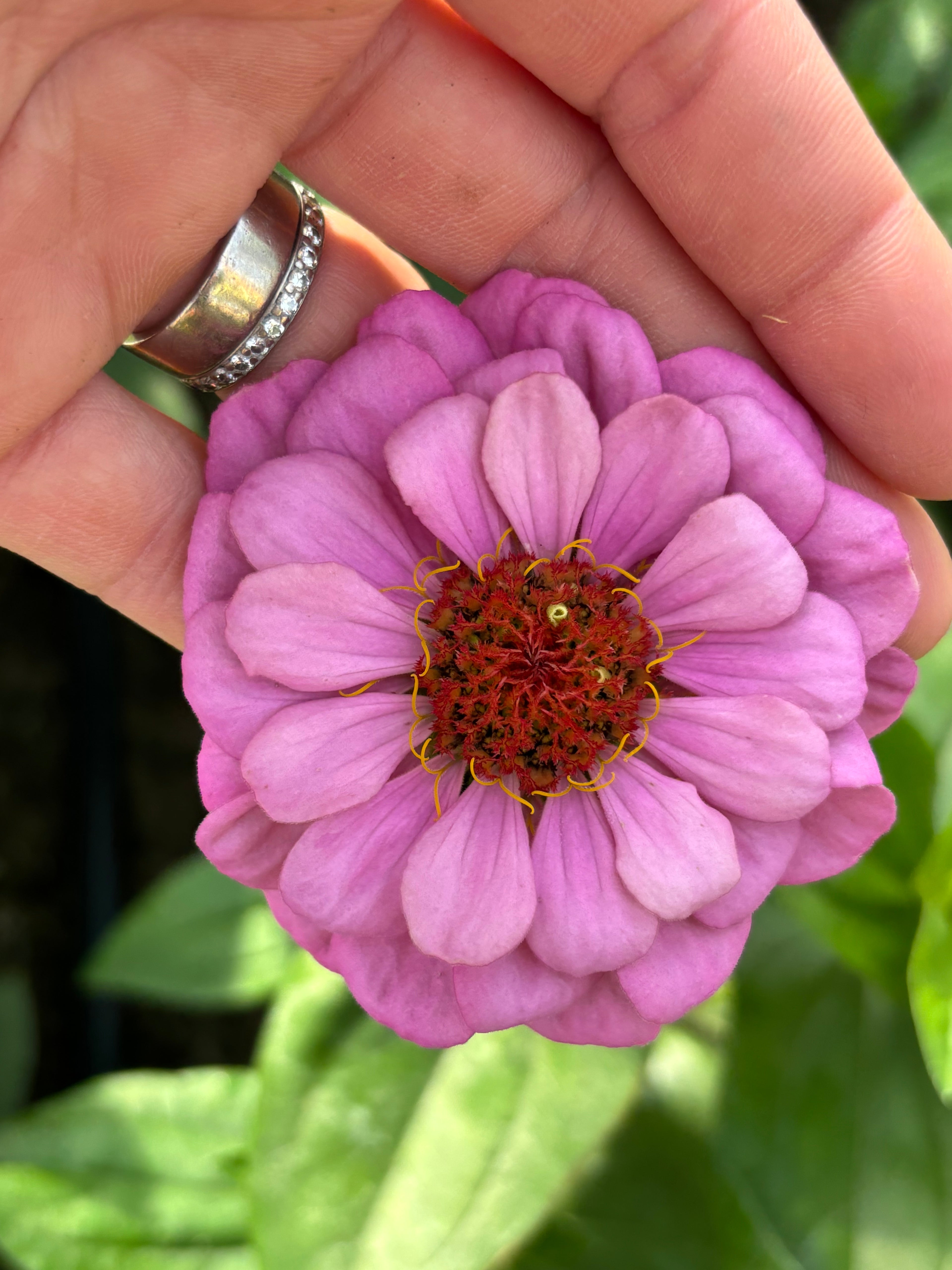 Zinnia ’D&S Pastels’