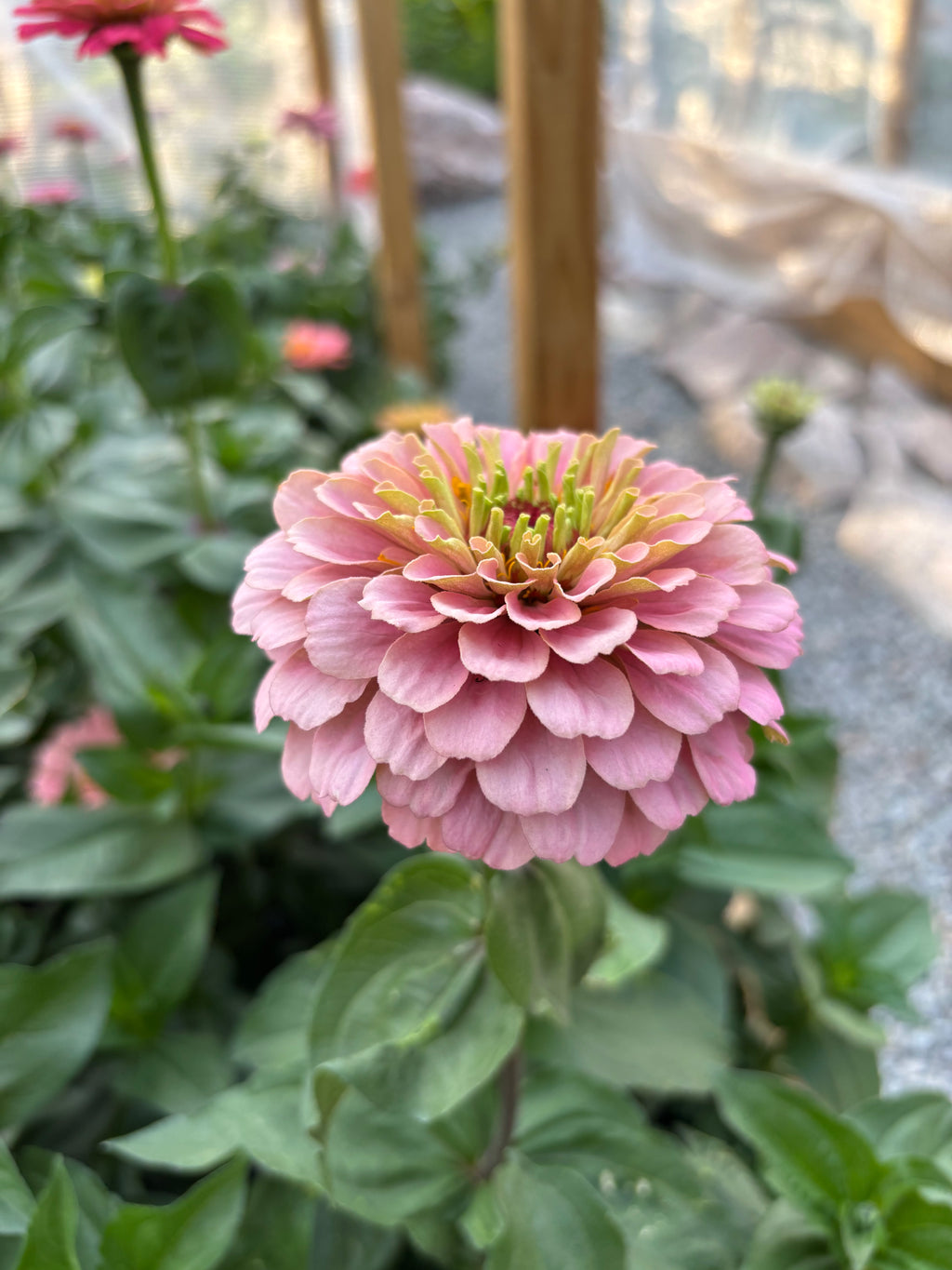Zinnia ’D&S Pastels’
