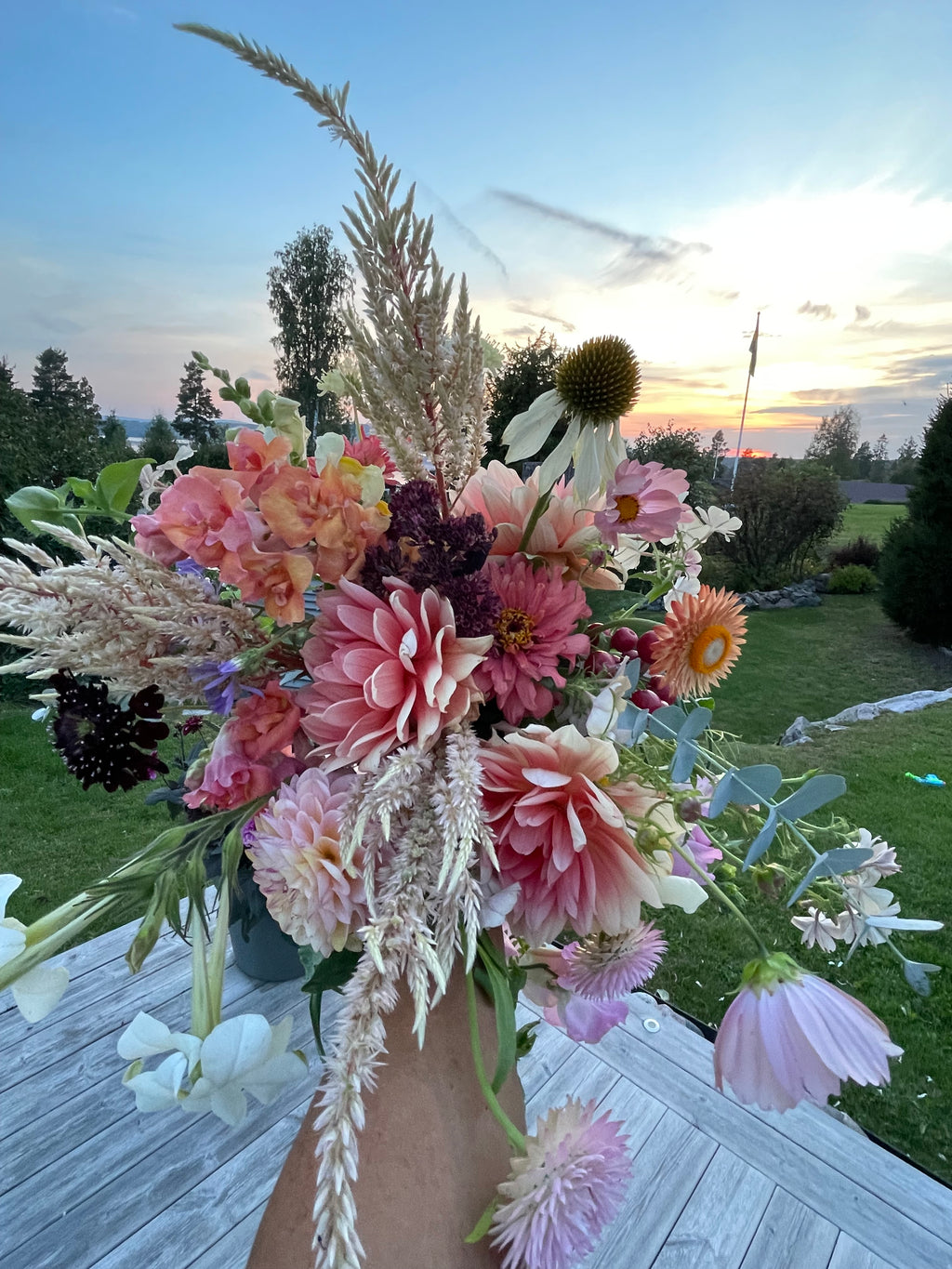 Celosia ’Honey Mist’