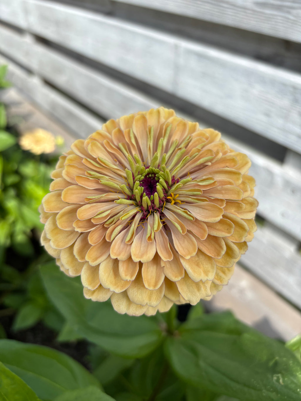 Zinnia ’Peach Glitter’