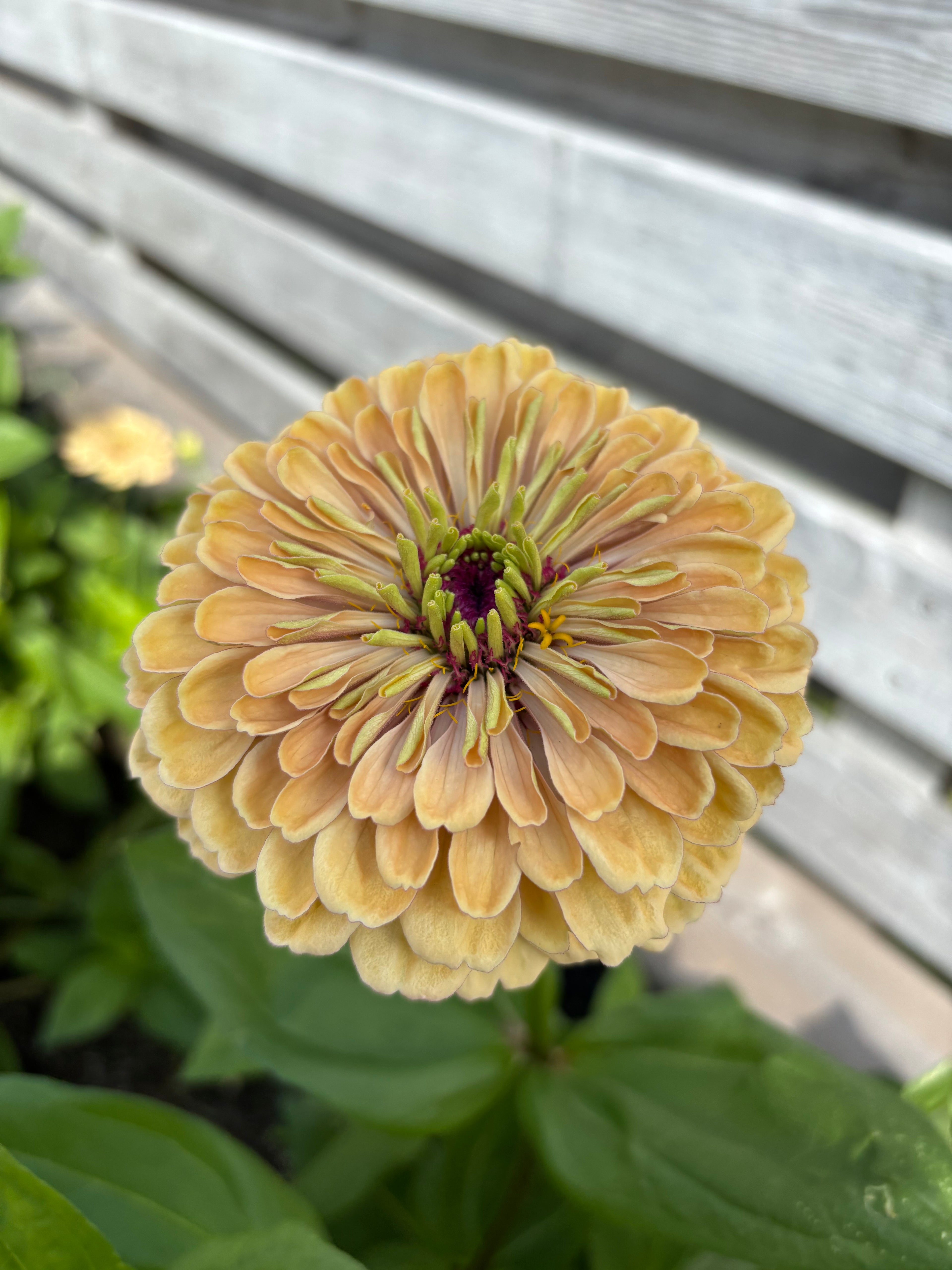 Zinnia ’Peach Glitter’