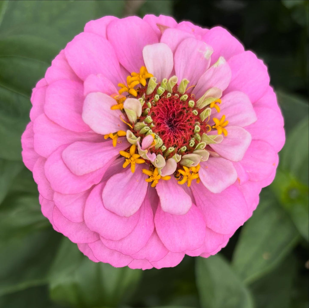 Zinnia ’D&S Pastels’