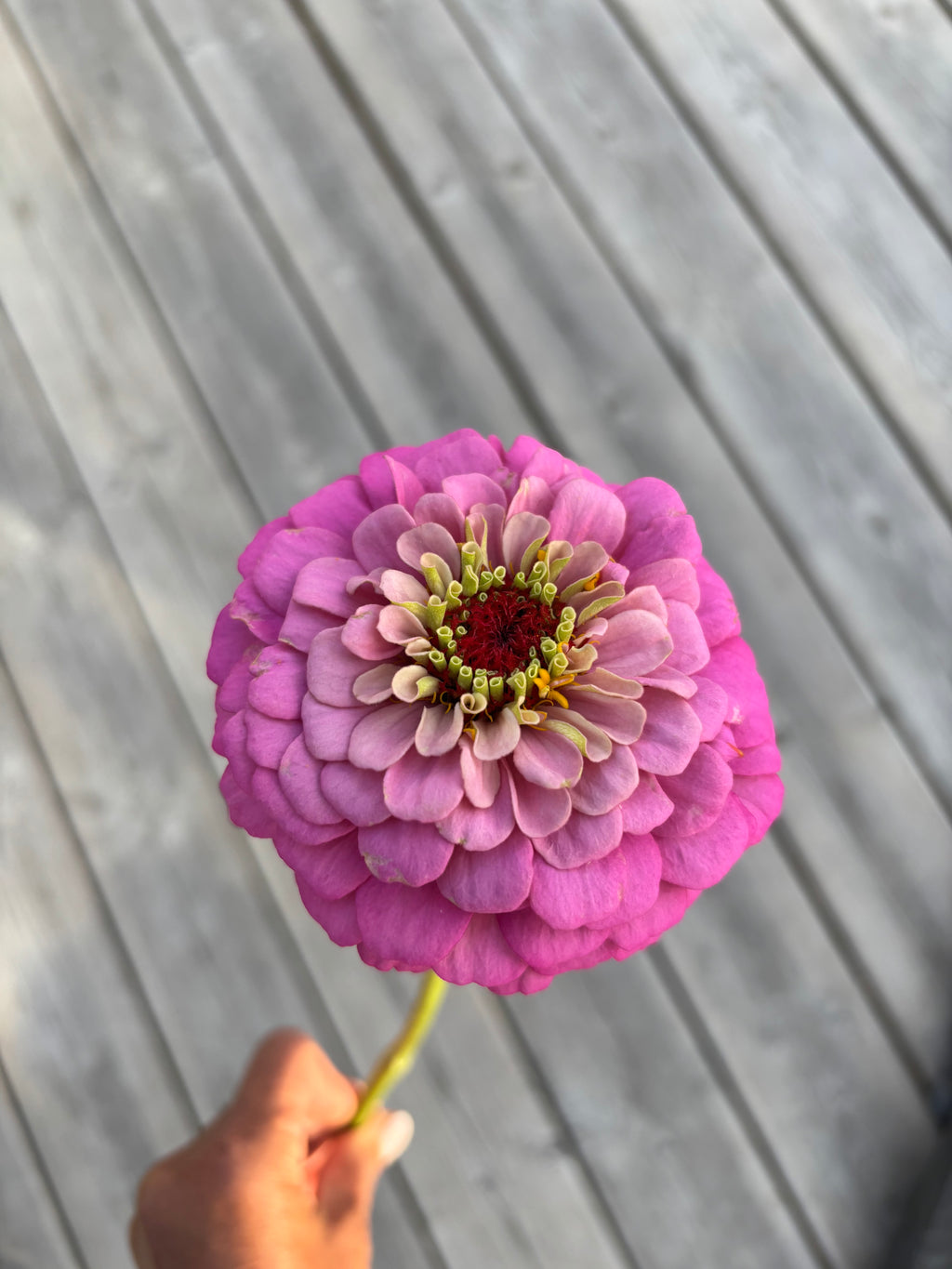 Zinnia ’D&S Pastels’