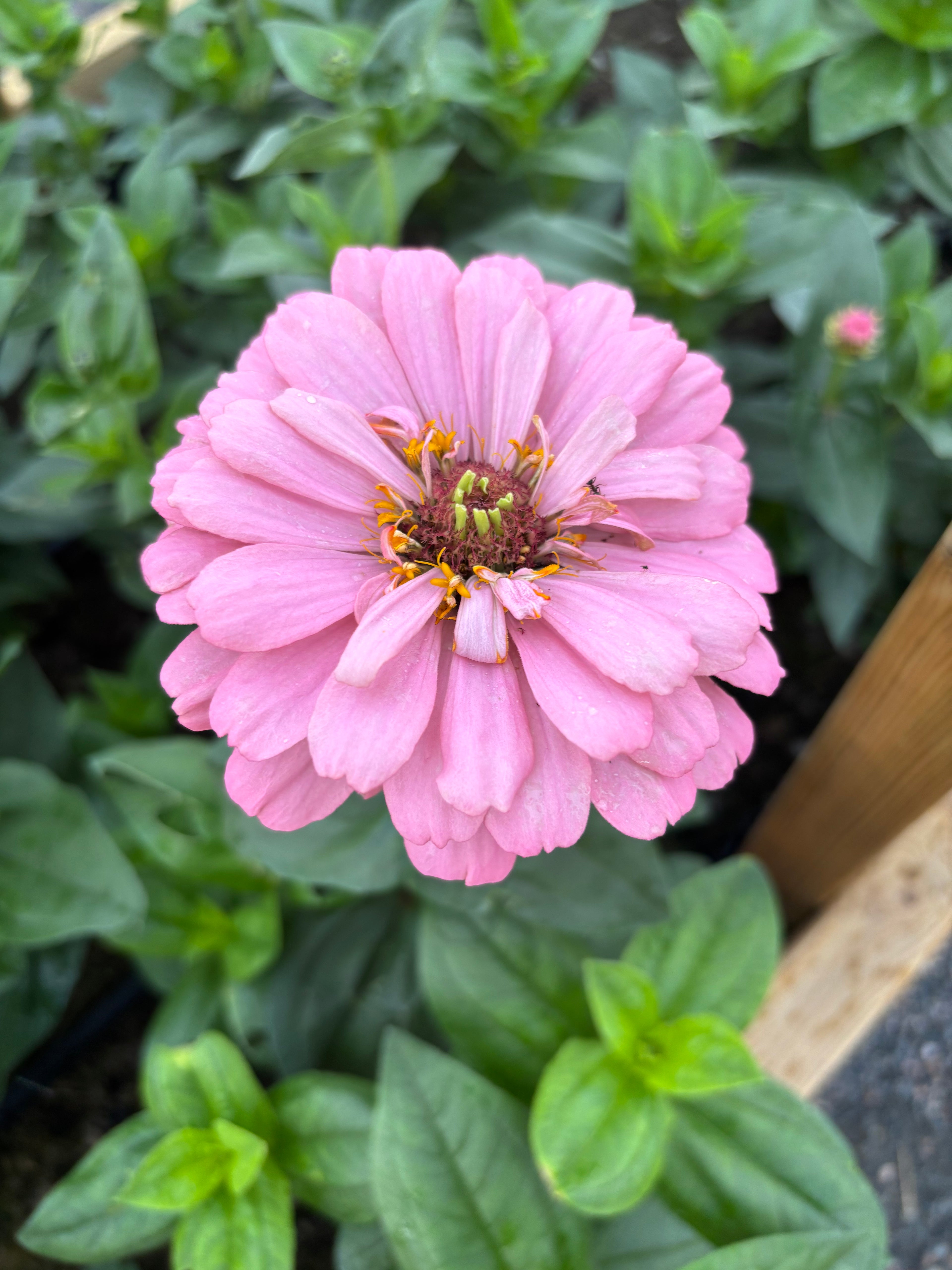 Zinnia ’D&S Pastels’