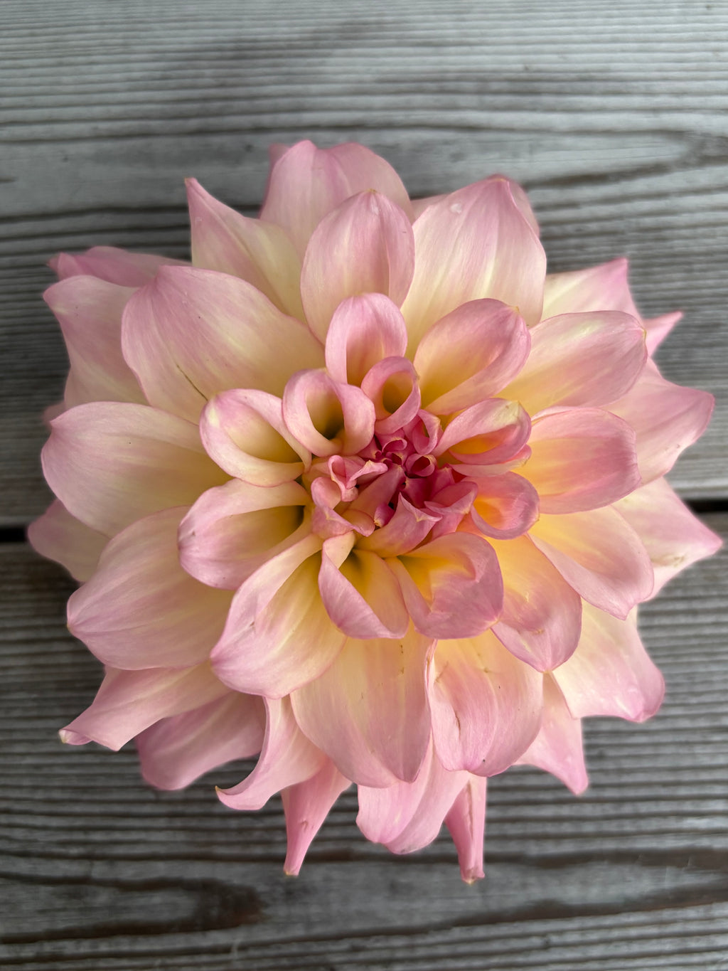 Dahlia ’AC Twisp’