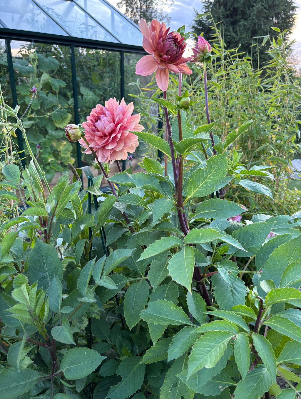 Château de la Bourdaisière