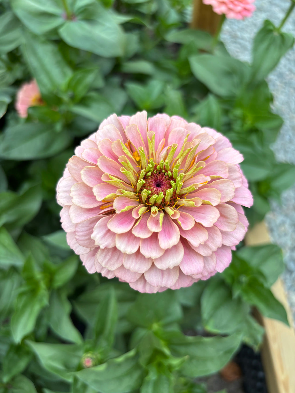 Zinnia ’D&S Pastels’