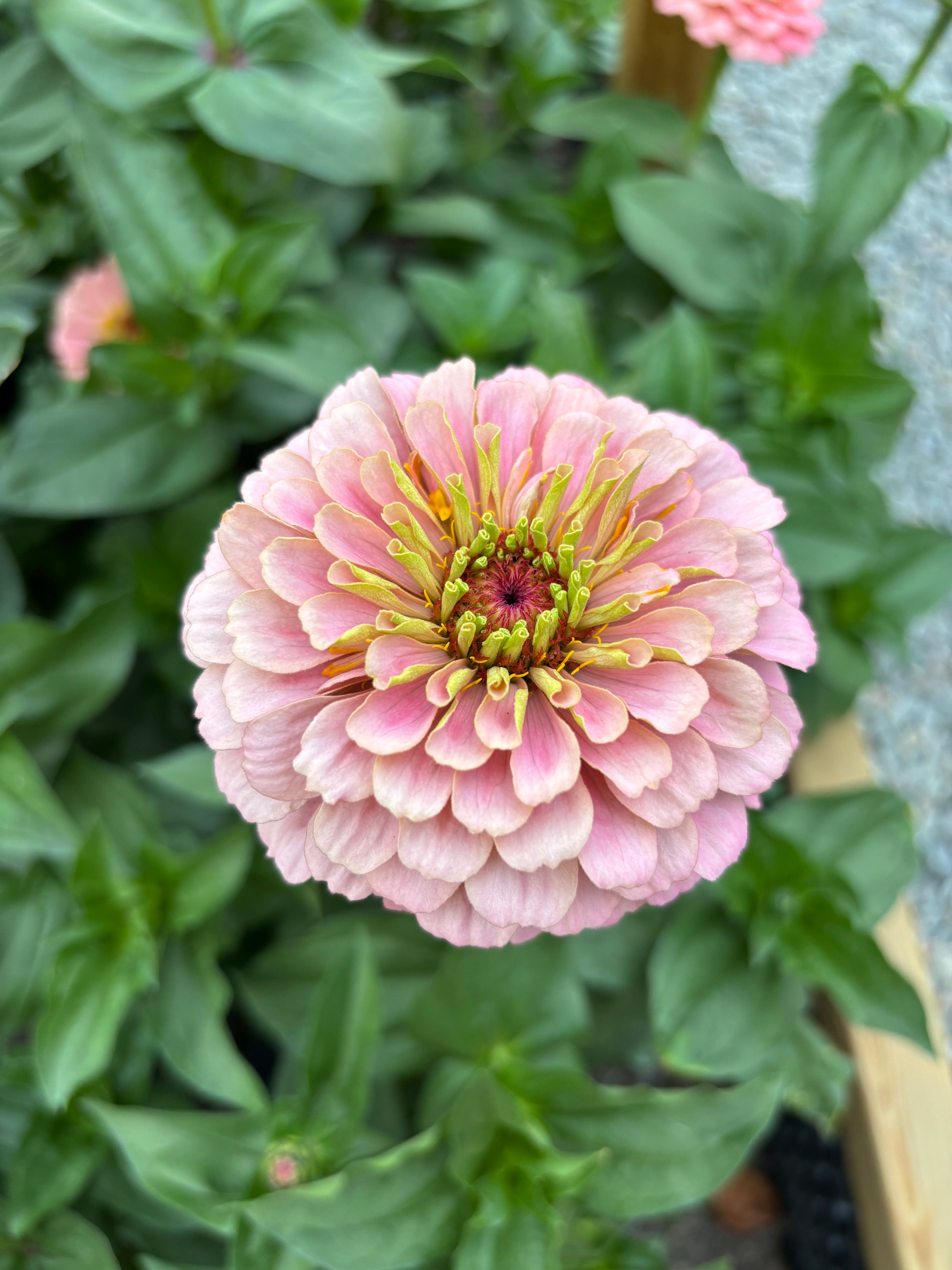 Zinnia ’D&S Pastels’