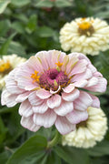 Zinnia ’D&S Pastels’