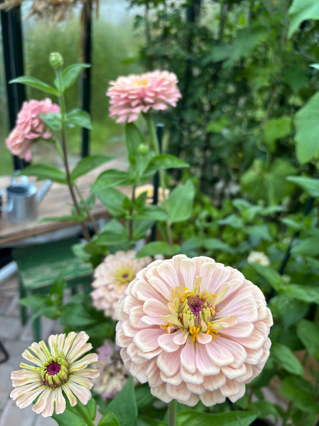 Zinnia ’Champagne Rose’