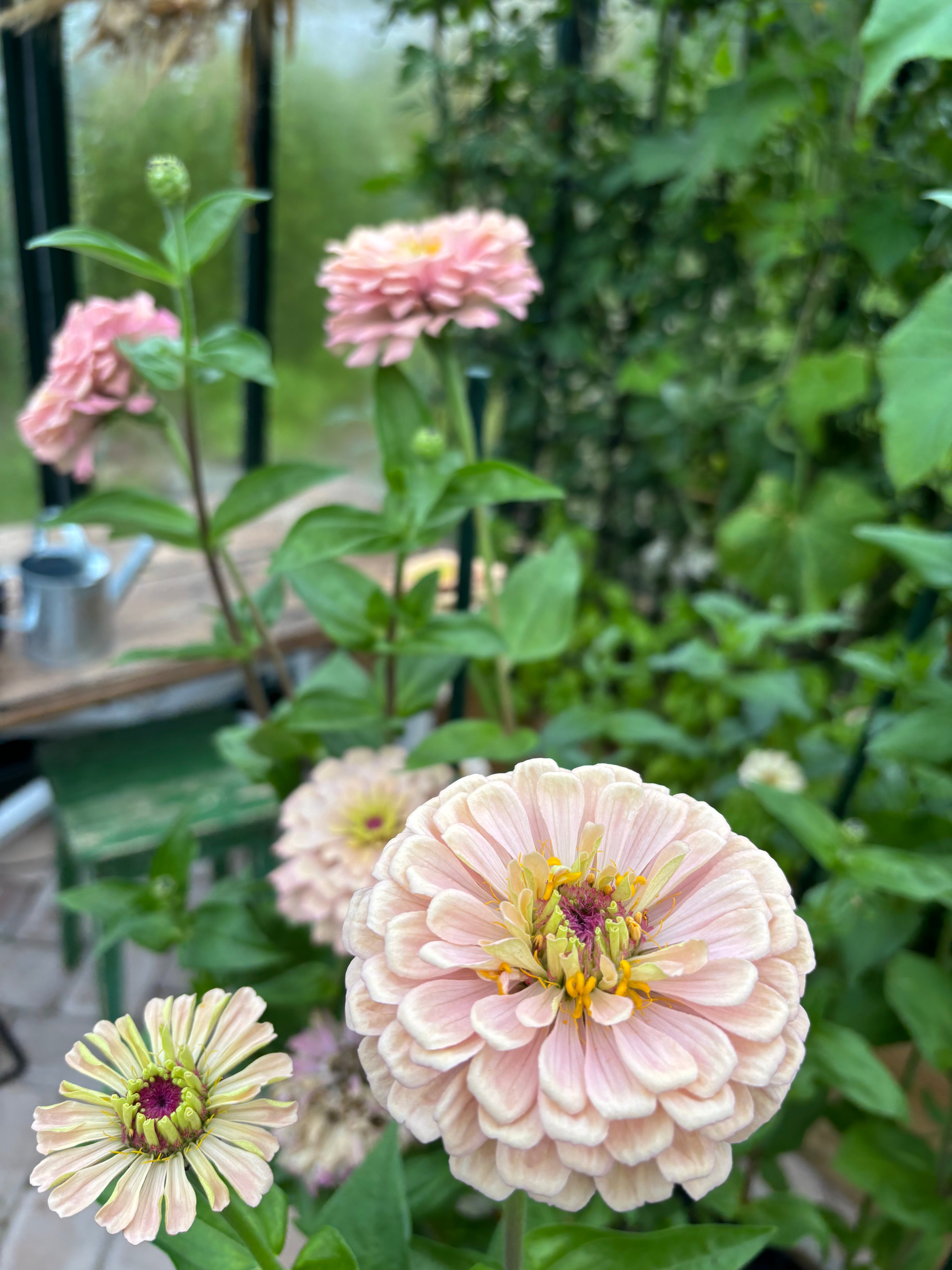 Zinnia ’Champagne Rose’