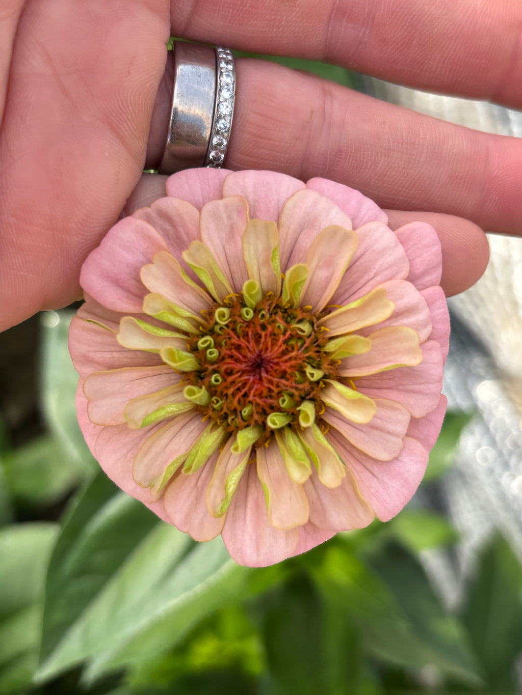 Zinnia ’D&S Pastels’