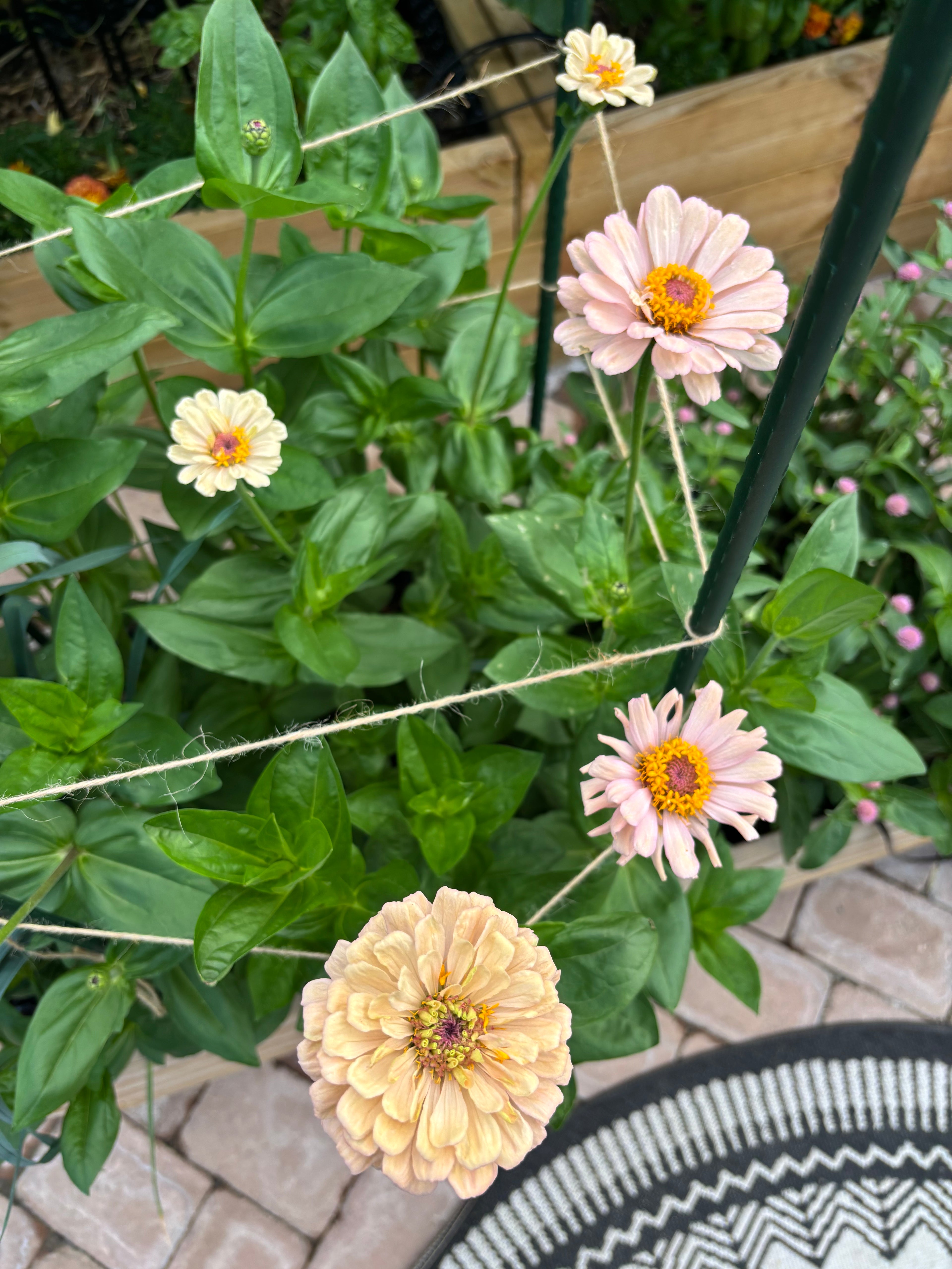 Zinnia ’Champagne Rose’