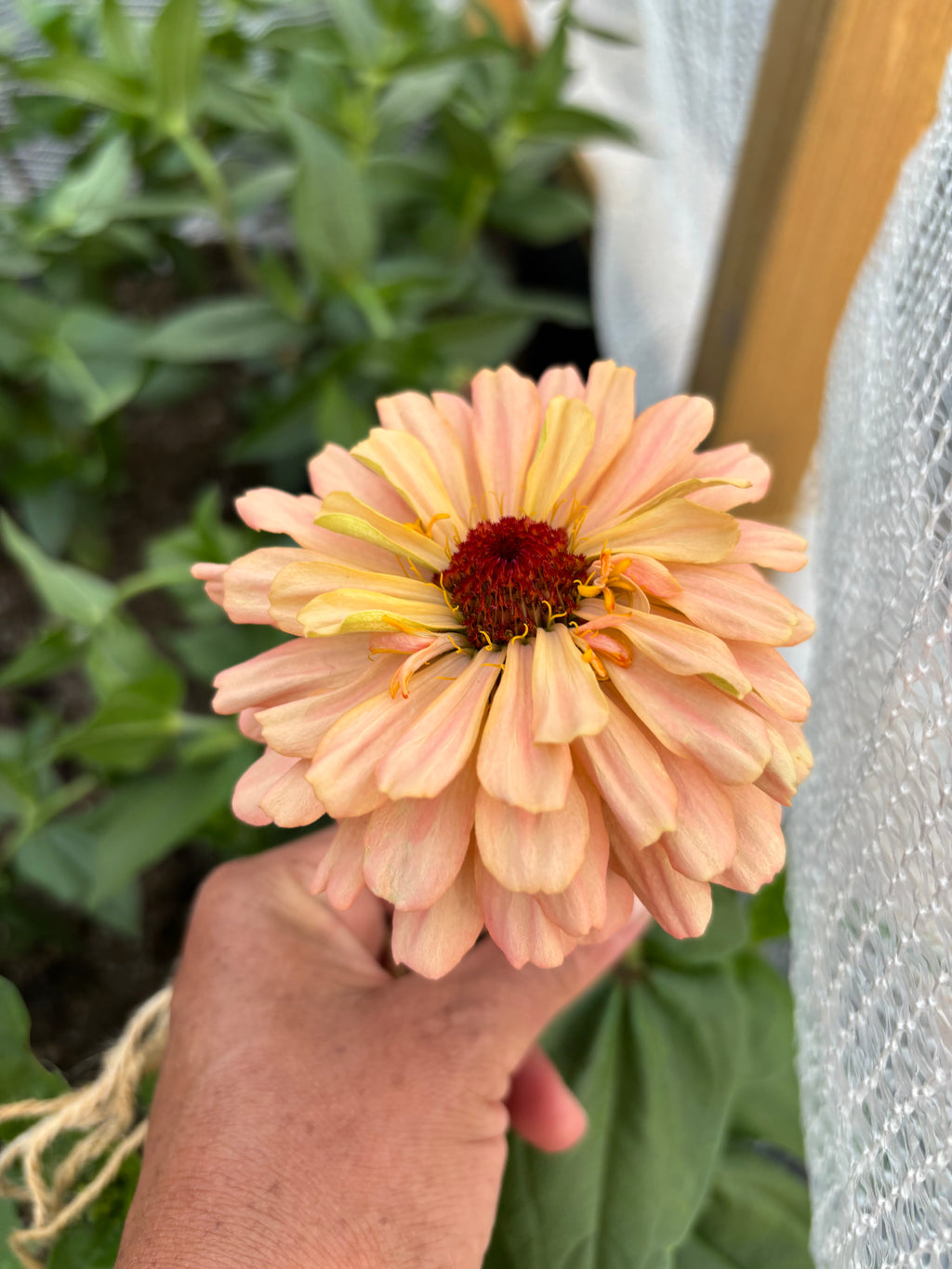 Zinnia ’D&S Pastels’