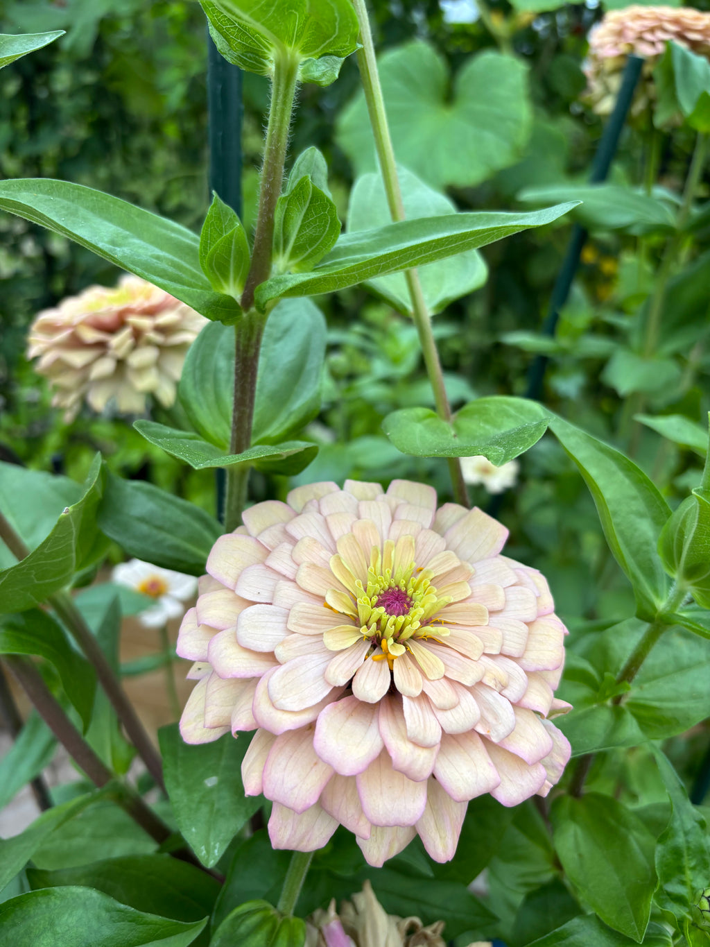 Zinnia ’Champagne Rose’