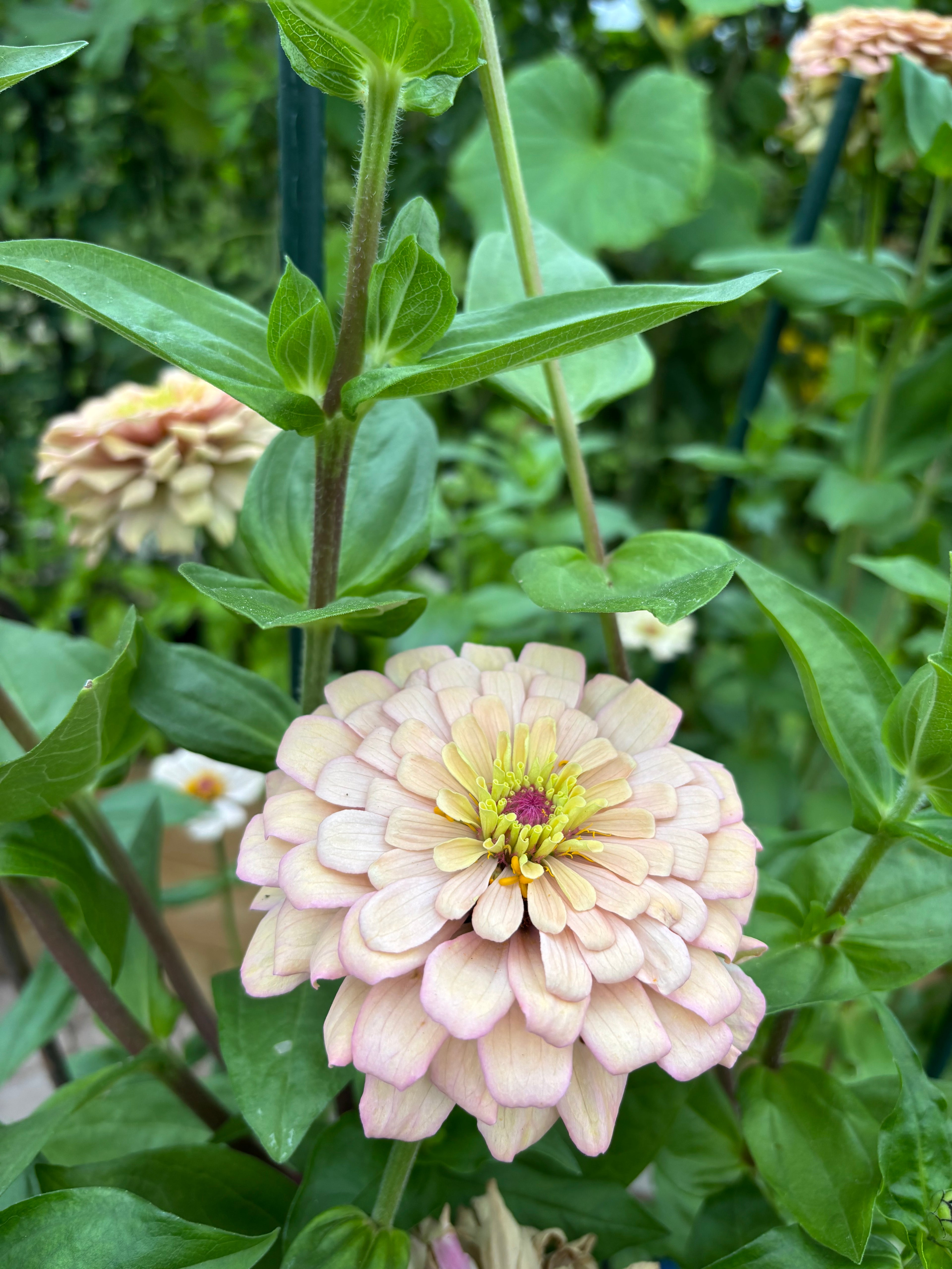 Zinnia ’Champagne Rose’