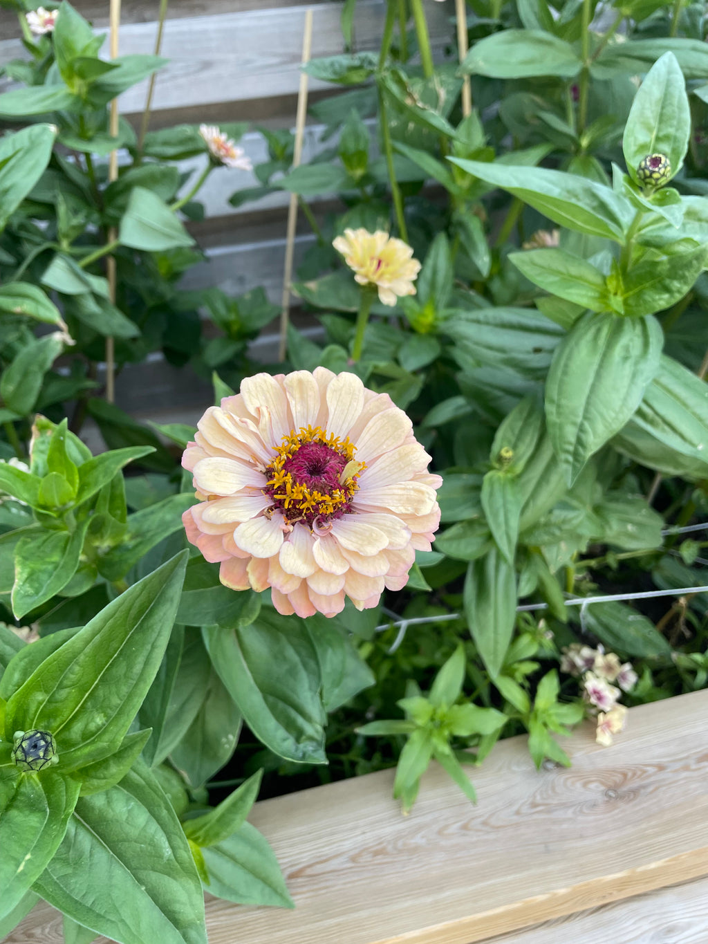 Zinnia ’Alpenglow’ Miniplanta