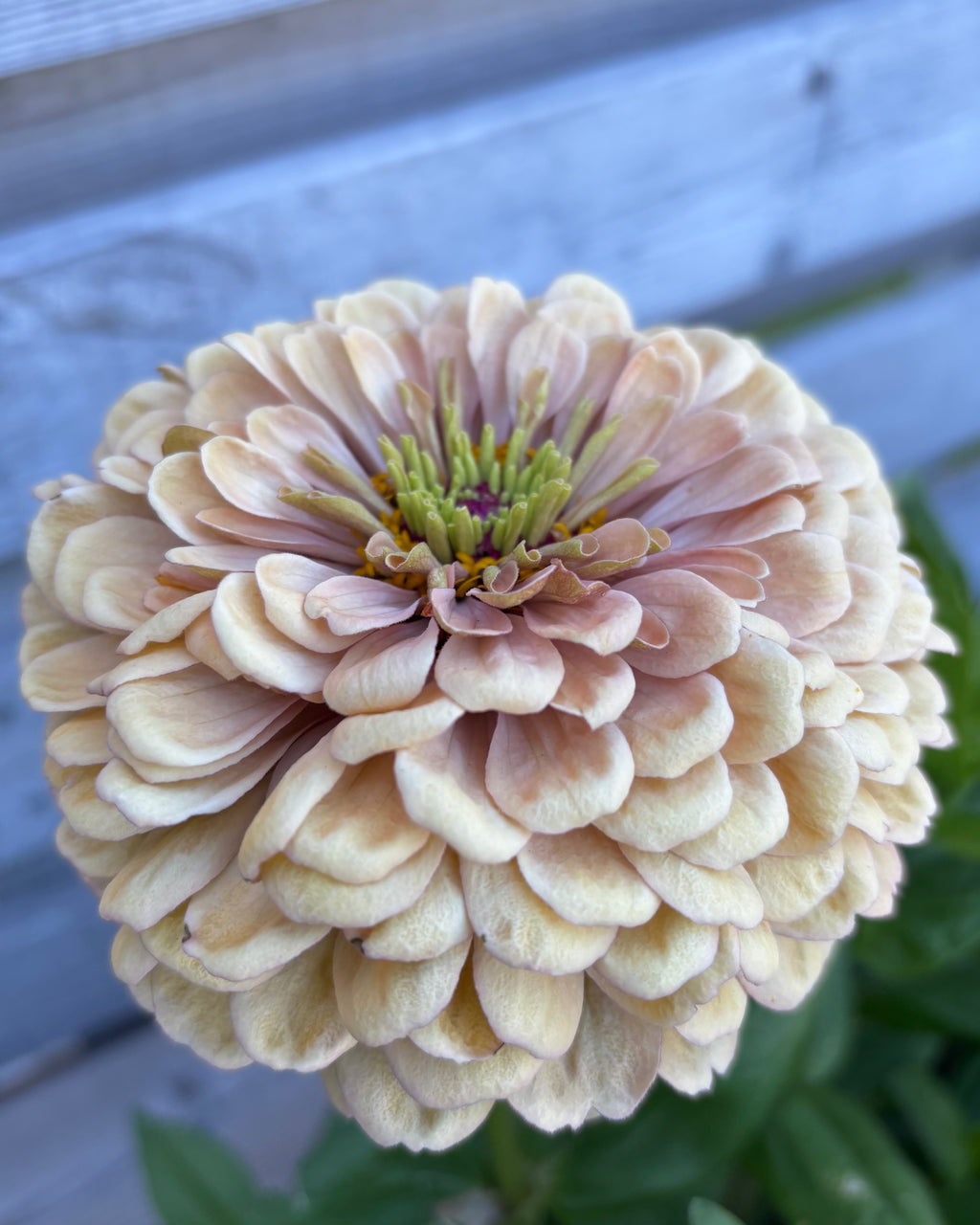 Zinnia ’Peach Glitter’