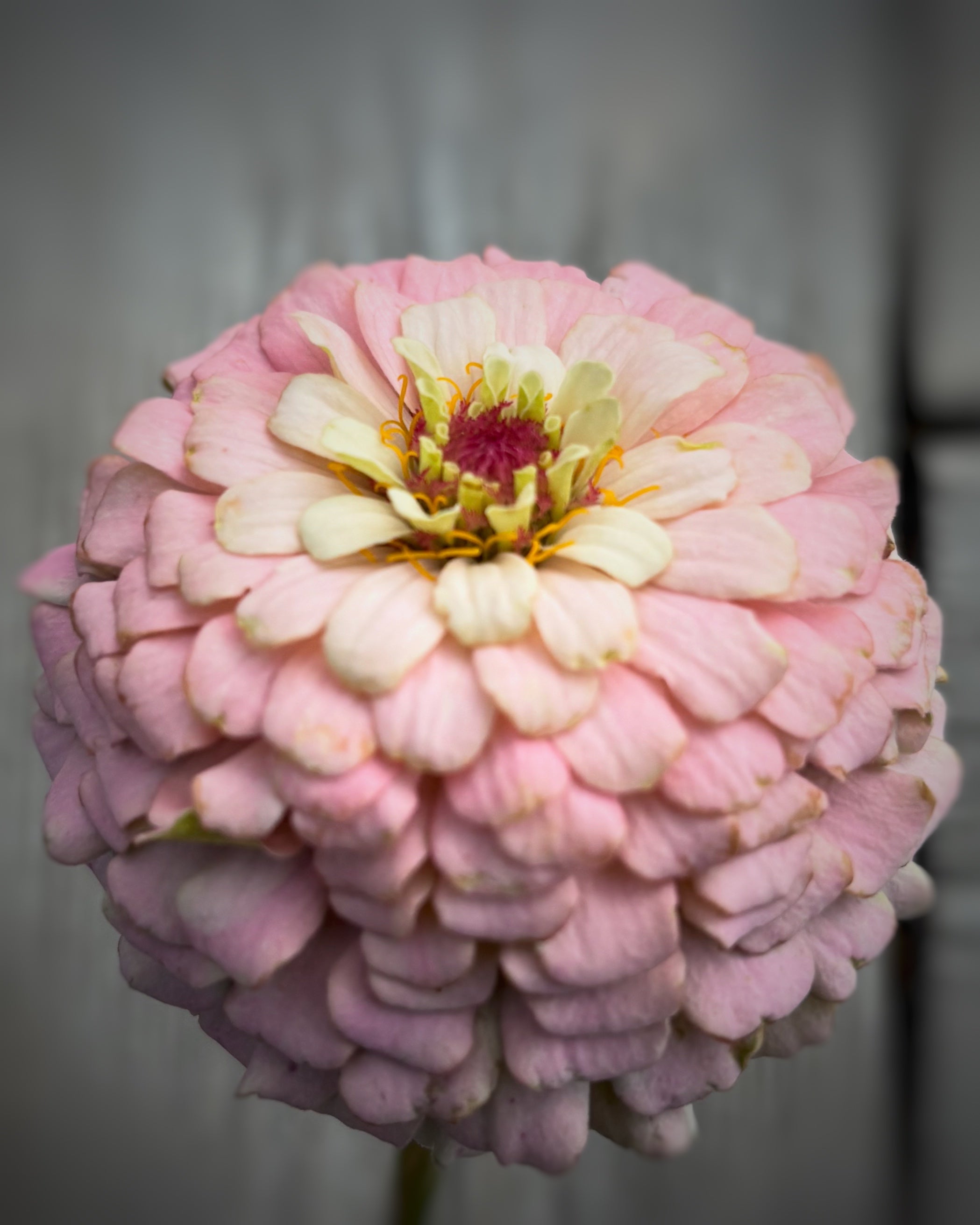 Zinnia ’Marshmallow’ Miniplanta