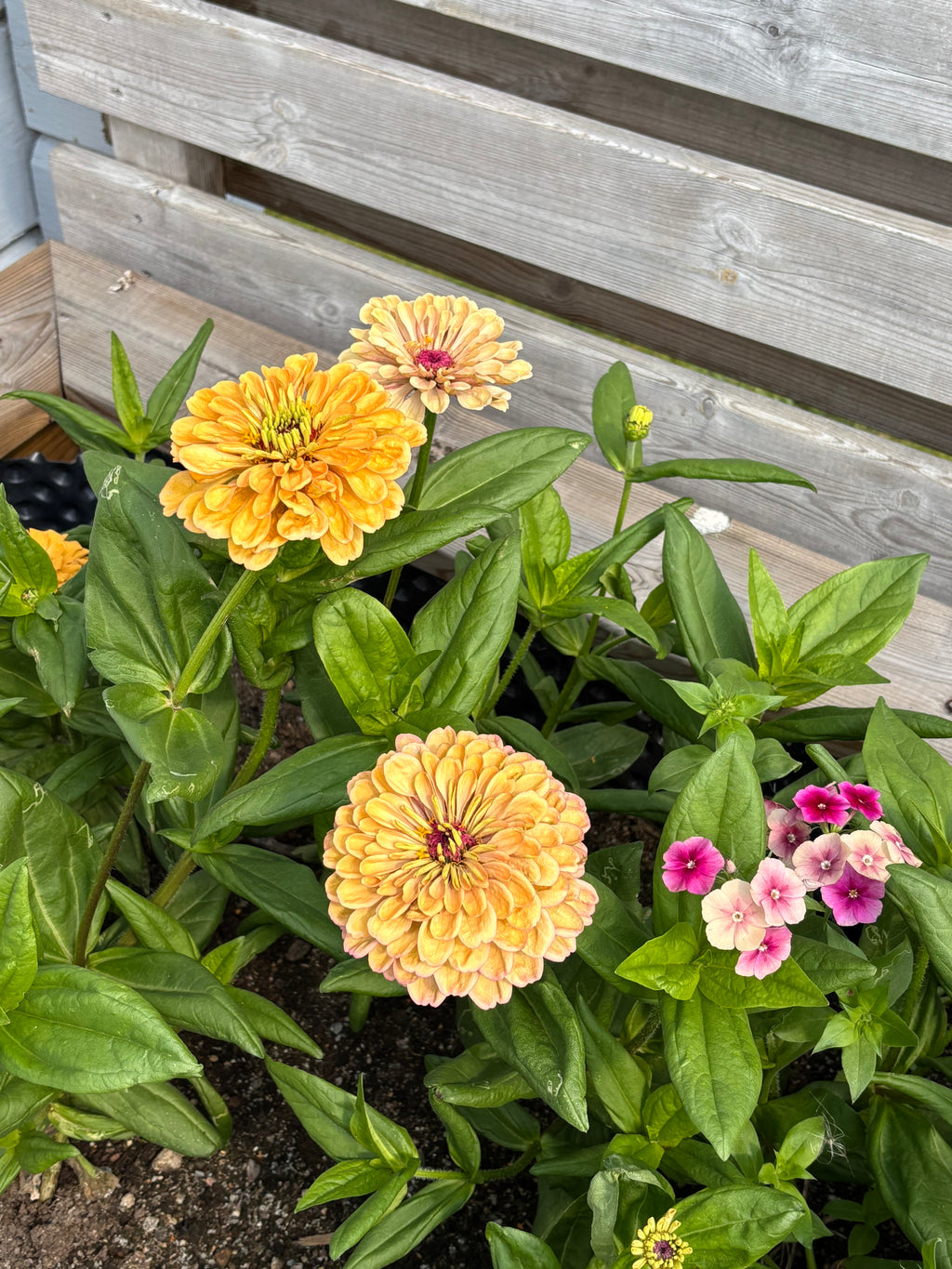 Zinnia ’Peach Glitter’