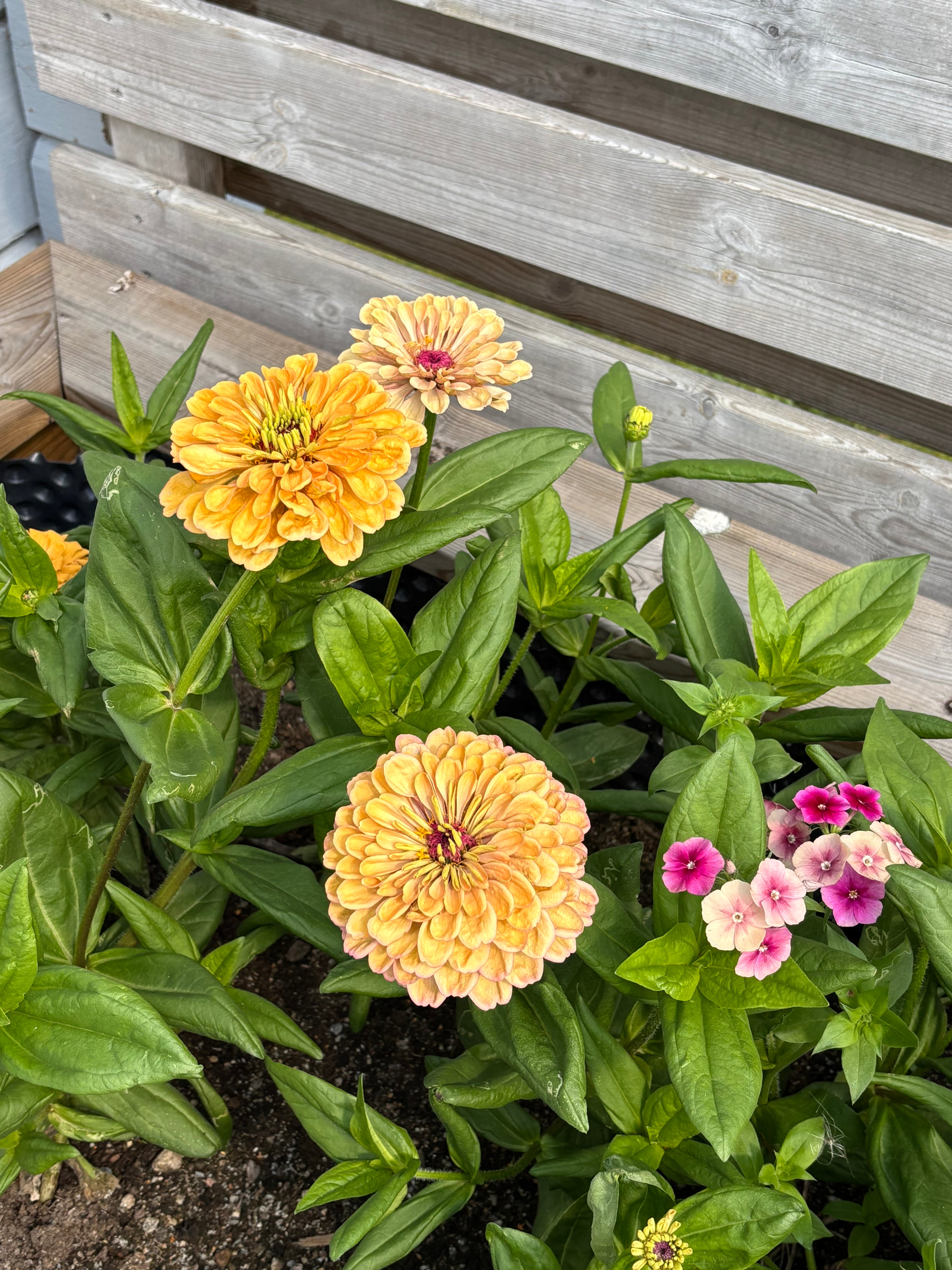 Zinnia ’Peach Glitter’