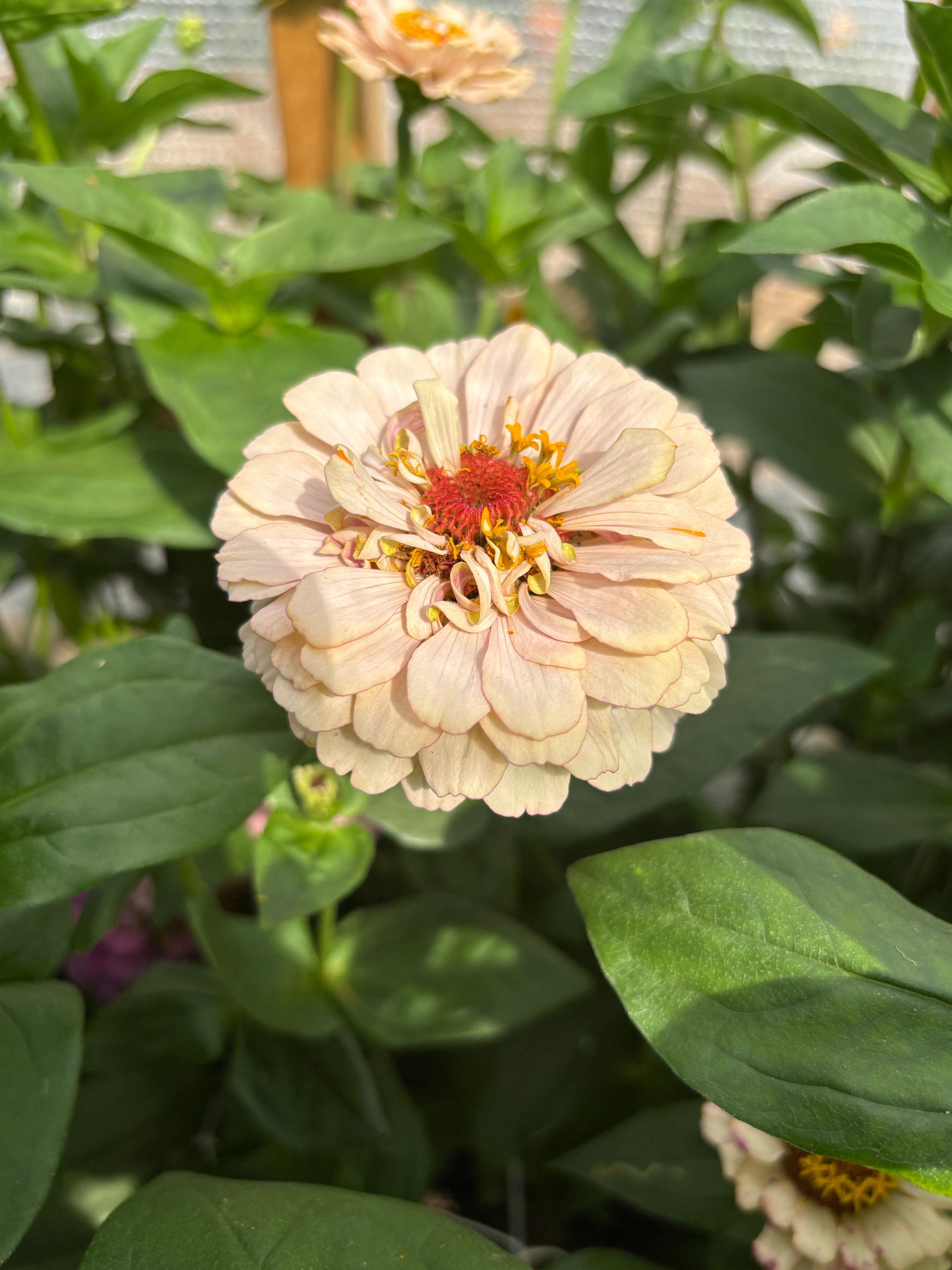 Zinnia ’D&S Pastels’