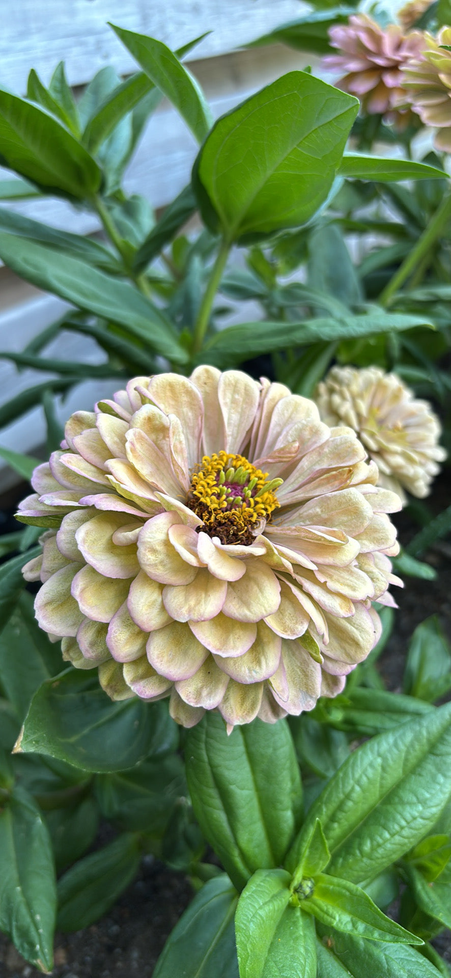 Zinnia ’Peach Glitter’