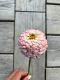 Zinnia ’Marshmallow’ Miniplanta